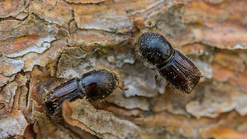 Die kleinen K&auml;fer bringen den B&auml;umen den Tod. (Archivbild)