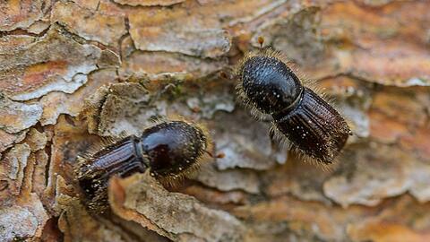 Der Borkenk&auml;fer ist auch in bayerischen  W&auml;ldern zu einem l&auml;stigen Sch&auml;dling geworden. Doch nun gibt es Grund zur Hoffnung.