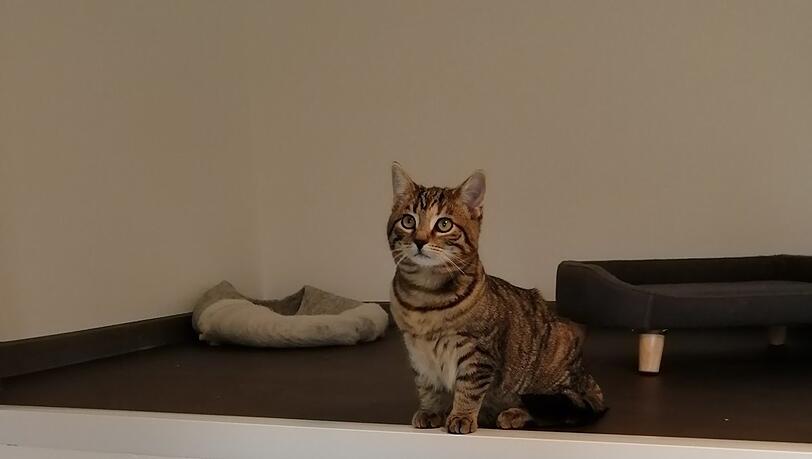 Katze Fleur im Tierheim Starnberg. Sie hat eine neues Möbelstück zum Kuscheln gespendet bekommen – sonst sieht es dort eher düster aus.
