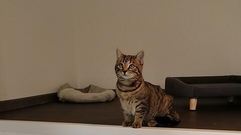 Katze Fleur im Tierheim Starnberg. Sie hat eine neues Möbelstück zum Kuscheln gespendet bekommen – sonst sieht es dort eher düster aus.
