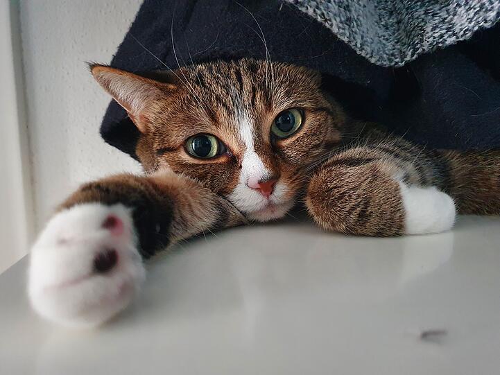 1. Platz: Katze Nala hat die AZ-Jury um die weiße Pfote gewickelt. "Eine Katze, die sich zu inszenieren weiß und die Umgebung effektsteigernd
einsetzt. Sie springt den Betrachter fast an", urteilt Alt-OB Christian Ude. Designerin Lola Paltinger schwärmt: "Was für ein süß-entspanntes Kuschelfoto! Man kann sich richtig vorstellen, wie die schönen Augen nur kurz fürs Foto geöffnet wurden und dann gemütlich weiter geschlummert wurde."