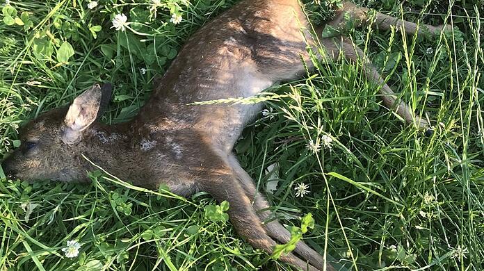 Weil das Rehkitz in diesem Alter noch keinen Fluchtreflex hat, war es vermutlich ein leichtes Opfer für den Hund.