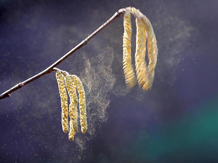 Pollen der Haselnuss. Foto: Wolfgang Kumm/dpa/Archivbild