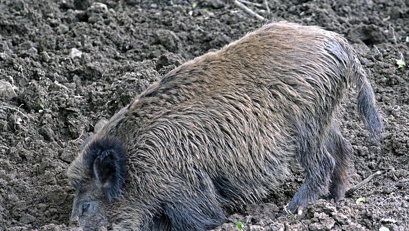 Wildschweine sind aufgrund ihrer Ernährungsgewohnheiten besonders stark mit Cäsium-137 belastet.