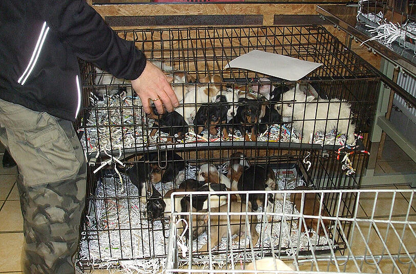 Mehr als 200 Tiere versuchten die Slowaken über die Grenze zu schmuggeln.