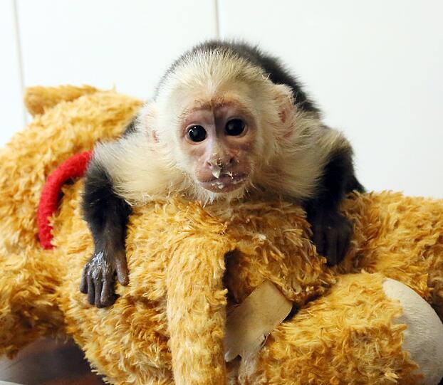 So süß: Der Affe "Mally" von Justin Bieber wartet im Tierheim