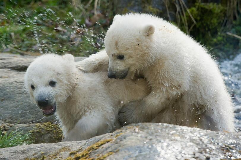 Zwei Jahre lang waren die Eisbären-Zwillinge der Publikumsmagnet im Tierpark. Hier einige Archivbilder.