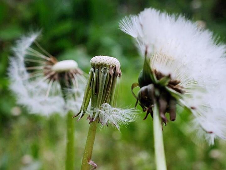 Löwenzahnpflanzen, sogenannte Pusteblumen, stehen in einem Feld.