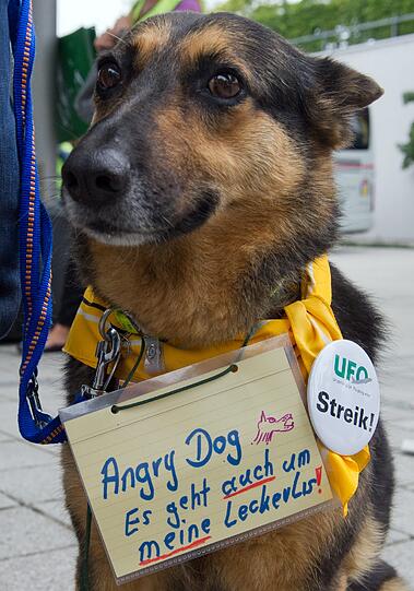 Die Schäferhund-Dackel-Mischlingshündin Nele nimmt am Dienstag am Münchner Flughafen am Streik der Lufthansa-Mitarbeiter teil.