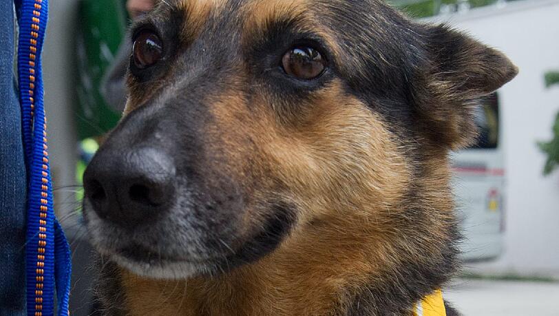 Die Schäferhund-Dackel-Mischlingshündin Nele nimmt am Dienstag am Münchner Flughafen am Streik der Lufthansa-Mitarbeiter teil. Die Schäferhund-Dackel-Mischlingshündin Nele nimmt am Dienstag am Münchner Flughafen am Streik der Lufthansa-Mitarbeiter teil.