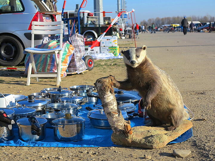 Steigender Dachs.