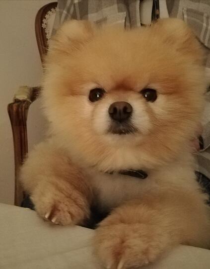 Whiskey