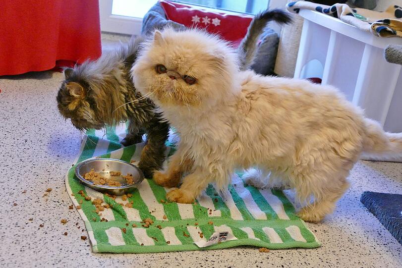 Die pflegeintensiven Perserkatzen Couscous (beige, 16) und Asparagus (3) kamen nach einer Sicherstellung ins Tierheim. Die verschmusten Kater eignen sich auch für Familien mit größeren Kindern. Sie würden sich über ein neues Zuhause in einer Wohnung freuen.