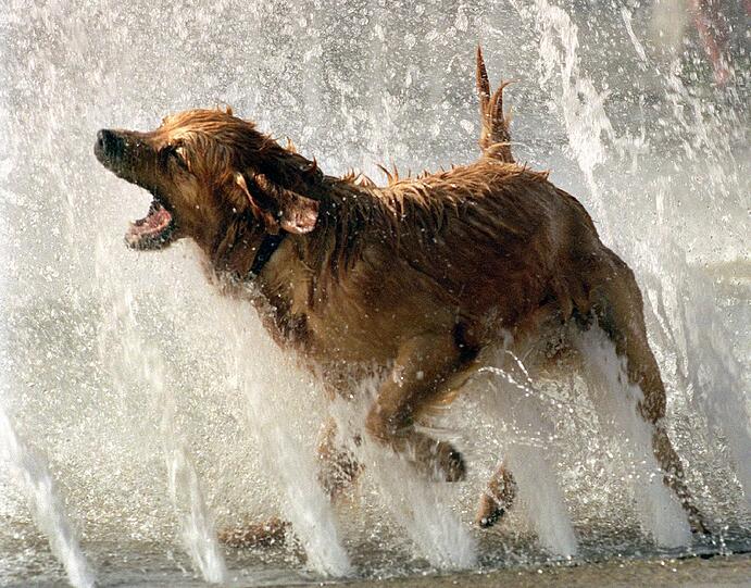 Ein Golden Retriever ist zum lautesten Hund der Welt gekürt worden. Hier kühlt sich ein  Artgenosse im Münchner Stachusbrunnen ab und schnappt nach Wasser aus den Fontänen.