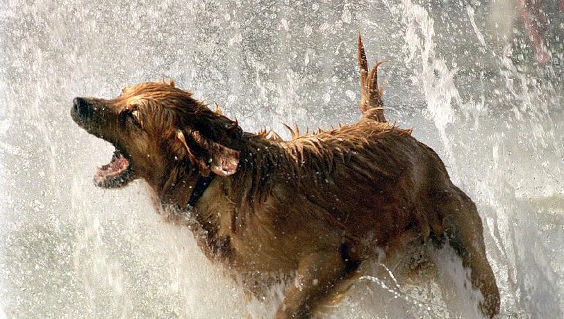 Ein Golden Retriever ist zum lautesten Hund der Welt gekürt worden. Hier kühlt sich ein Artgenosse im Münchner Stachusbrunnen ab und schnappt nach Wasser aus den Fontänen. Ein Golden Retriever ist zum lautesten Hund der Welt gekürt worden. Hier kühlt sich ein Artgenosse im Münchner Stachusbrunnen ab und schnappt nach Wasser aus den Fontänen.