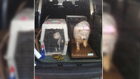 Sechs Hunde sollten illegal verkauft werden. Polizisten stoppten den grausamen Handel und konfiszierten die Tiere.