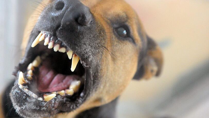 Bitte in Ruhe lassen: Ein Hund, der die Zähne fletscht (Symbolbild).