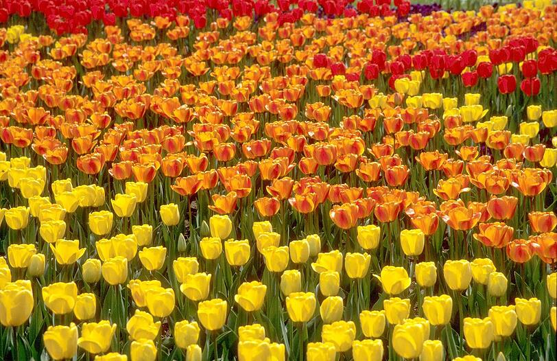 Tulpenblüte auf der Insel Mainau