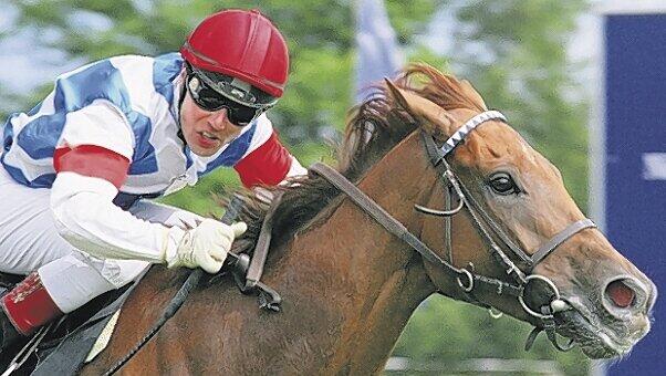 Startet am Sonntag beim Bayerischen Fliegerpreis in Riem: Shinko's Best mit Jockey Marc Timpelan. Foto: Frank Nolting Startet am Sonntag beim Bayerischen Fliegerpreis in Riem: Shinko's Best mit Jockey Marc Timpelan. Foto: Frank Nolting