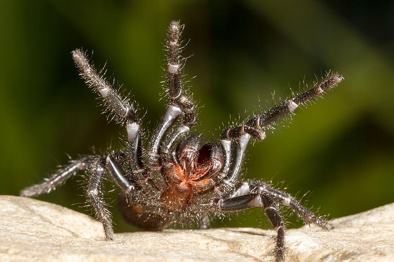 Auf der Liste der gefährlichsten Spinnenarten der Welt findet sich auch die Sydney-Trichternetzspinne. Ihre Kieferklauen sind größer und spitzer als die einiger Giftschlangen. Mit dem Spinnengift können Menschen innerhalb nur einer Stunde versterben. Zu den meisten Bissunfällen kommt es vor allem in der Paarungszeit. Dann finden sich die Männchen vermehrt in Gebäuden oder in der Nähe von Pools - auf der Suche nach Weibchen. Auf der Liste der gefährlichsten Spinnenarten der Welt findet sich auch die Sydney-Trichternetzspinne. Ihre Kieferklauen sind größer und spitzer als die einiger Giftschlangen. Mit dem Spinnengift können Menschen innerhalb nur einer Stunde versterben. Zu den meisten Bissunfällen kommt es vor allem in der Paarungszeit. Dann finden sich die Männchen vermehrt in Gebäuden oder in der Nähe von Pools - auf der Suche nach Weibchen.