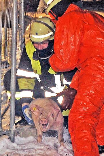 Die Feuerwehrler versuchen, dieses Jungtier einzufangen.