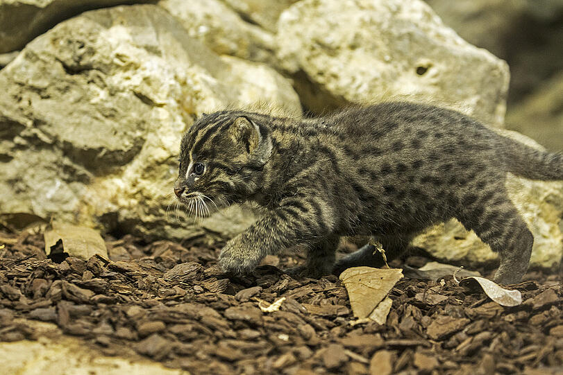 Hier geht das Katzen-Baby auf Erkundungstour.