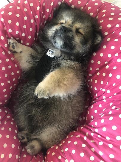 Muffin