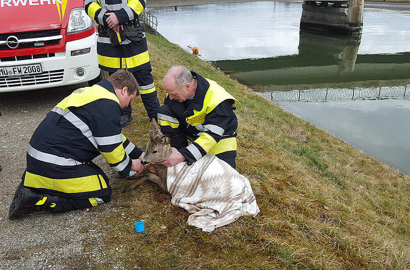 Bei Waldkraiburg wurde ein Reh aus dem Innkanal gerettet.