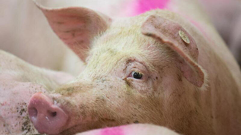 Ein markiertes Schwein aus einem Betrieb, der der Initiative "Tierwohl" angehört.