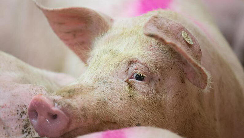 Ein markiertes Schwein aus einem Betrieb, der der Initiative "Tierwohl" angehört. Ein markiertes Schwein aus einem Betrieb, der der Initiative "Tierwohl" angehört.