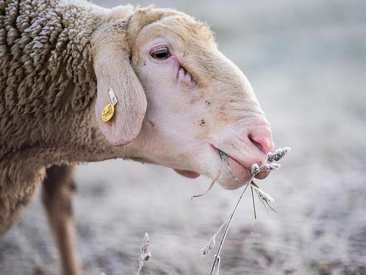 Ein Schaf frisst einen mit Raureif überzogenen Grashalm. Foto: Tom Weller/dpa/Archivbild