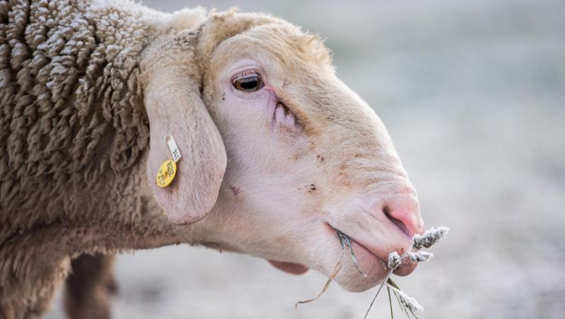 Ein Schaf frisst einen mit Raureif überzogenen Grashalm. Foto: Tom Weller/dpa/Archivbild Ein Schaf frisst einen mit Raureif überzogenen Grashalm. Foto: Tom Weller/dpa/Archivbild