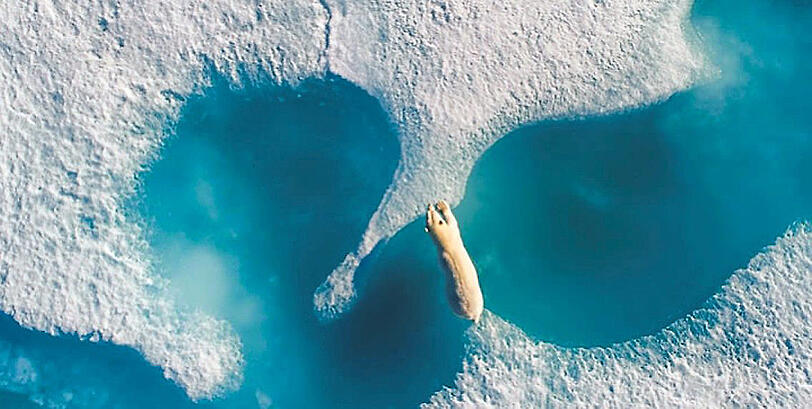 Dieser Eisbär springt von Eisscholle zu Eisscholle. Von oben sieht es fast so aus, als möchte das Tier die schmelzenden Stücke zusammenhalten. Den Moment erwischt hat Florian Ledoux.