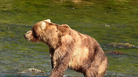 Braunb&auml;r "Backpack" ist im Juni zu Beginn der Lachsfisch-Saison noch recht mager. (Handout)