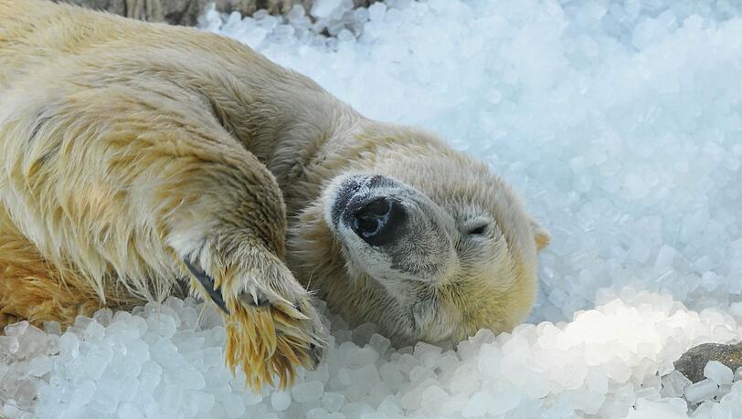 Ein Eisb&auml;r w&auml;lzt sich bei sommerlicher Hitze gen&uuml;sslich im Eis.