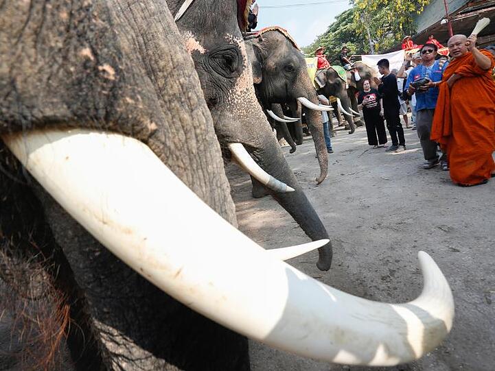 Ein Mönch segnet Elefanten während Feierlichkeiten zum Tag des Elefanten. Foto: Chaiwat Subprasom/SOPA Images via ZUMA Wire/dpa/Archiv