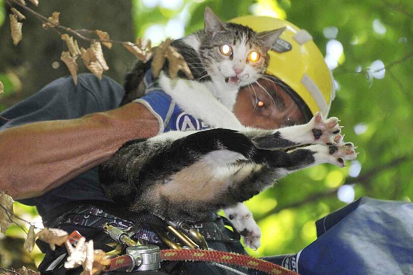 so richtig freuen konnte sich Lilly über die Hilfe der Feuerwehr wohl erst später. Als der Helfer nach dem Tier greift, faucht die Katze erst mal mit funkelnden Augen.