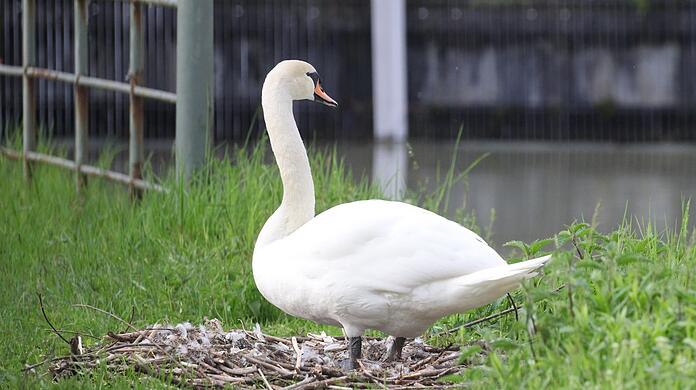 Die Schwanen-Mutter sucht ihre kleinen Küken, sie waren am Freitag erst geschlüpft.