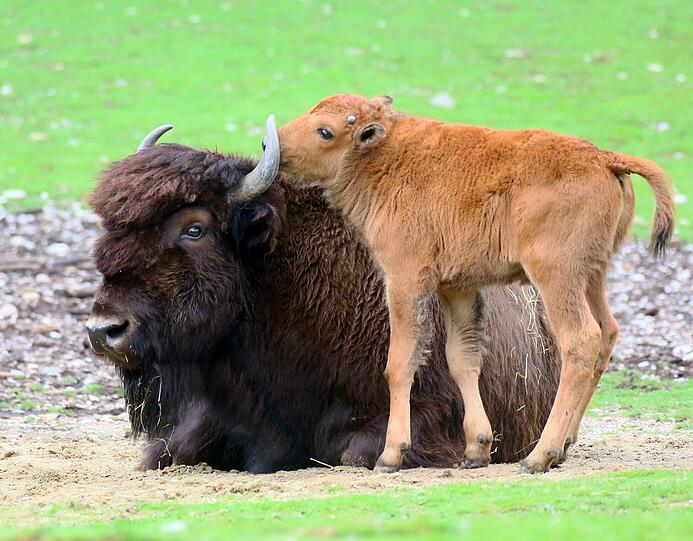 Peterle und Päuschen sind die neuen Besucher-Lieblinge im Tierpark Hellabrunn.
