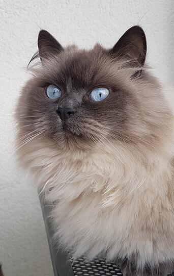 Teddy