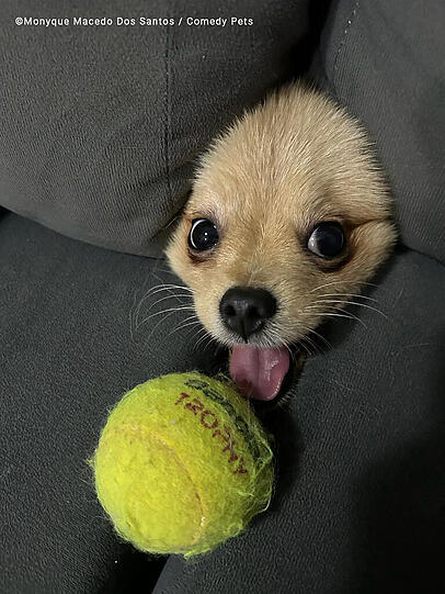 Dieser kleine Hund spielt wohl offenbar gerne Tennis.