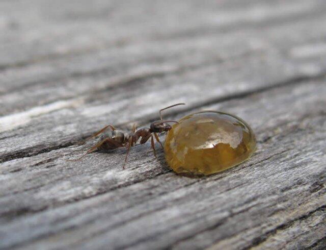Weil die Ameisen auf dem Spielplatz ein Nest gebaut haben, muss das Baureferat ran. (Symbolbild)