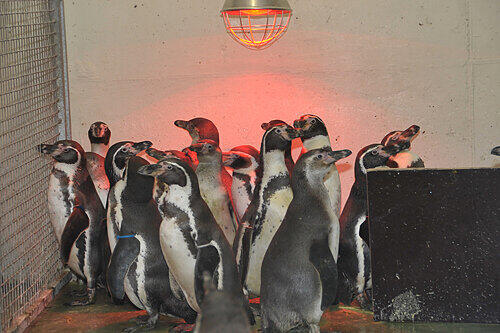 Die Nächte verbringen die Pinguine im Nürnberger Tiergarten derzeit im Stall. Dort ist kuscheln angesagt: Alle rotten sich unter der Wärmelampe zusammen.