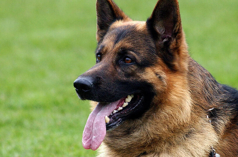 Der freilaufende Schäferhund kam von einem naheliegenden Bauernhof.