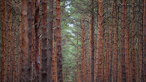Deutliche Schäden hatten nach der Waldzustandserhebung im vergangenen Jahr über alle Arten hinweg weiterhin 35 Prozent der Bäume.