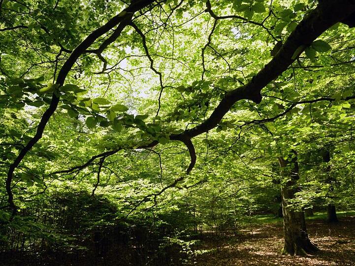 Der Wald in Deutschland ist vielerorts gestresst und leidet unter den Folgen von Trockenheit.