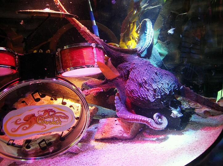 Paul junior macht sich derzeit in der Ausstellung "Octopus Garden" einen Namen an der E-Gitarre.