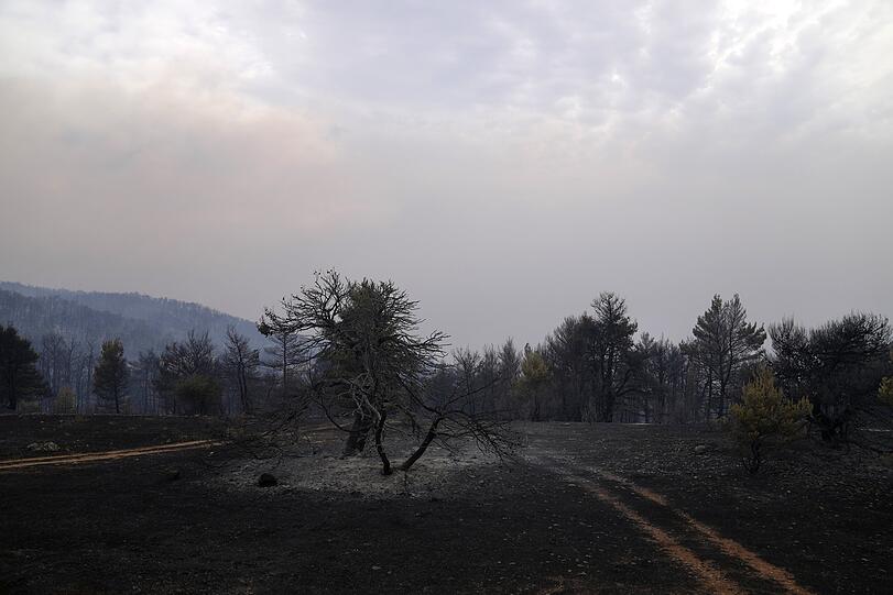 Drosopigi: Blick auf verbrannte Bäume nach einem Waldbrand im Dorf Drosopigi, etwa 28 Kilometer nördlich von Athen.