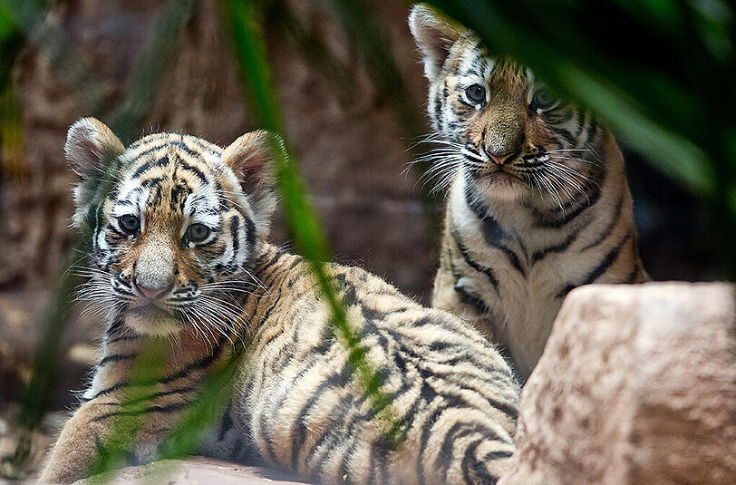 Die Tiger-Babys Aljoscha und Volodya aus dem Nürnberger Zoo.