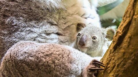Ein kleines Koala-Jungtier wächst im Zoo Leipzig heran.